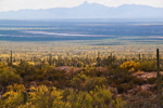 Thumbnail of palo_verdes.jpg