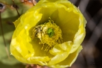 Thumbnail of _MG_1007.jpg
