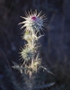 Thumbnail of _MG_9258.jpg