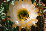Thumbnail of white_flower_ant.jpg