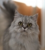 Thumbnail of 22766541640_eecfaa98f2_o.jpg