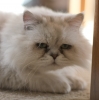 Thumbnail of 22766561040_29577f2633_o.jpg