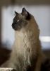 Thumbnail of 22941158052_70a2cecf8d_o.jpg
