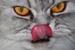 Thumbnail of Lick.jpg