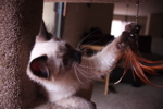 Thumbnail of elvis_feather.jpg