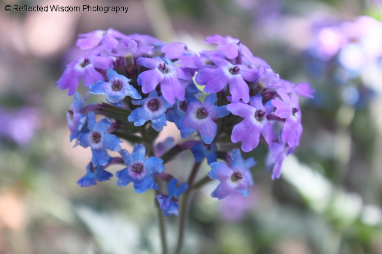 purple_flowers.jpg