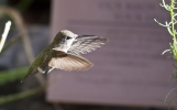 Thumbnail of _MG_6840.jpg