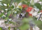 Thumbnail of _MG_9323.jpg