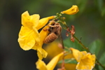 Thumbnail of carpenter_bee.jpg