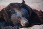 Thumbnail of cinamon_lying.jpg