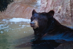 Thumbnail of cinnamon_swim.jpg