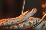 Thumbnail of lotl_rattlesnake.jpg