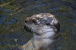 Thumbnail of otter_head.jpg