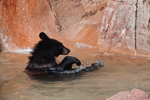 Thumbnail of strawberry_swim.jpg